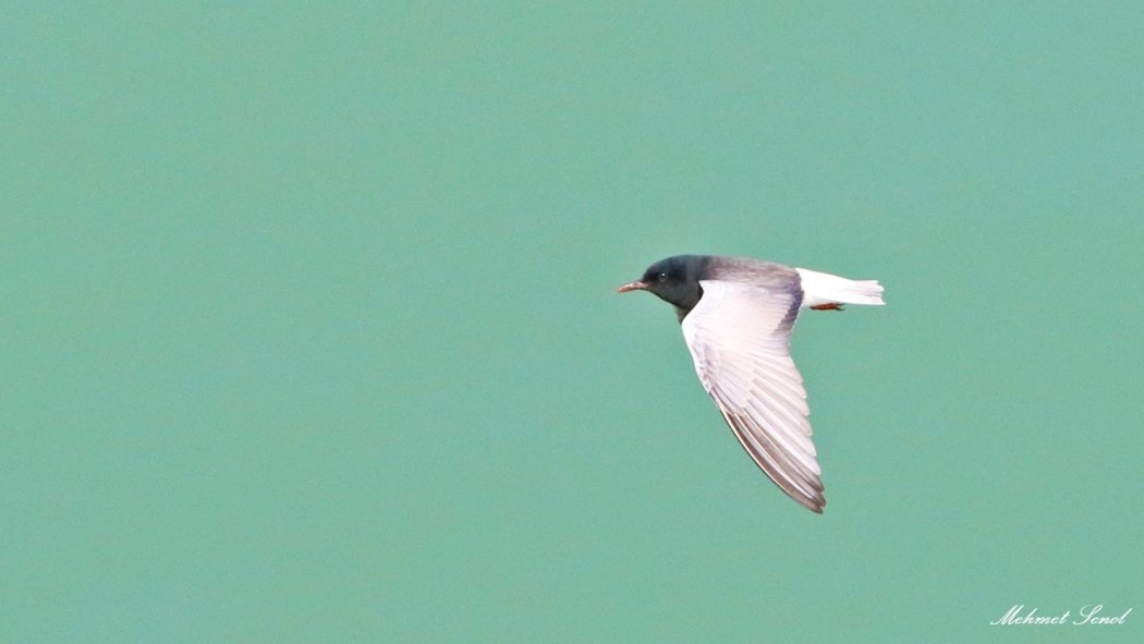 White-winged Tern