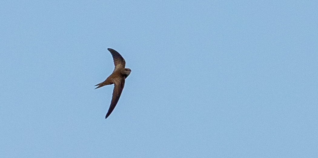 Common Swift