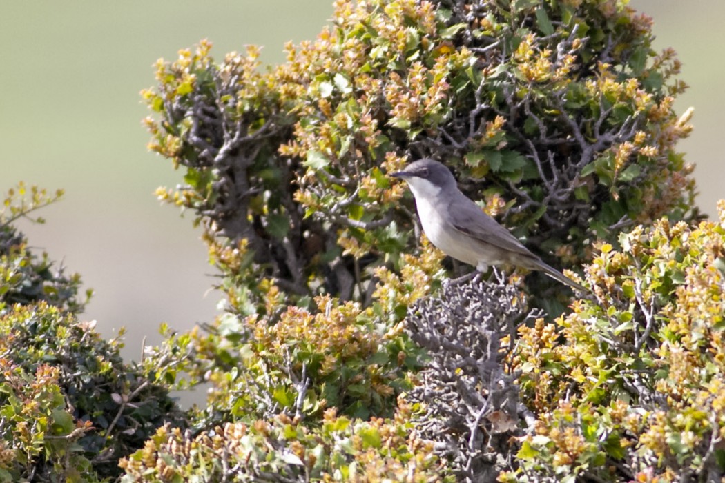 Eastern Orphean Warbler