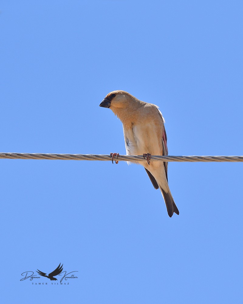 Desert Finch