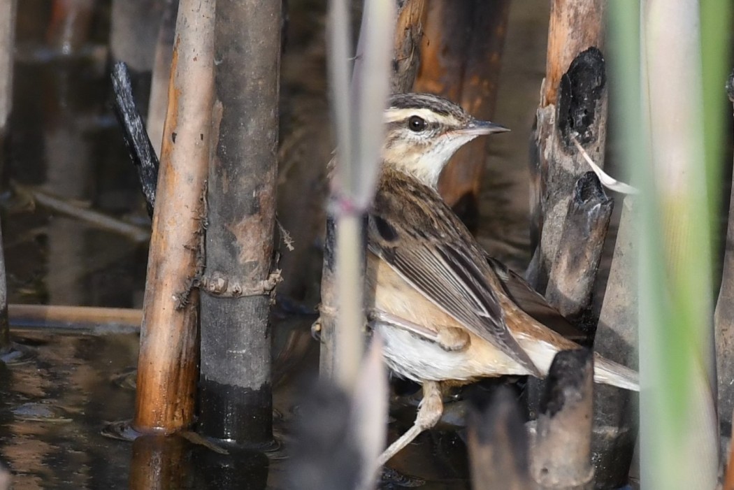 Sedge Warbler