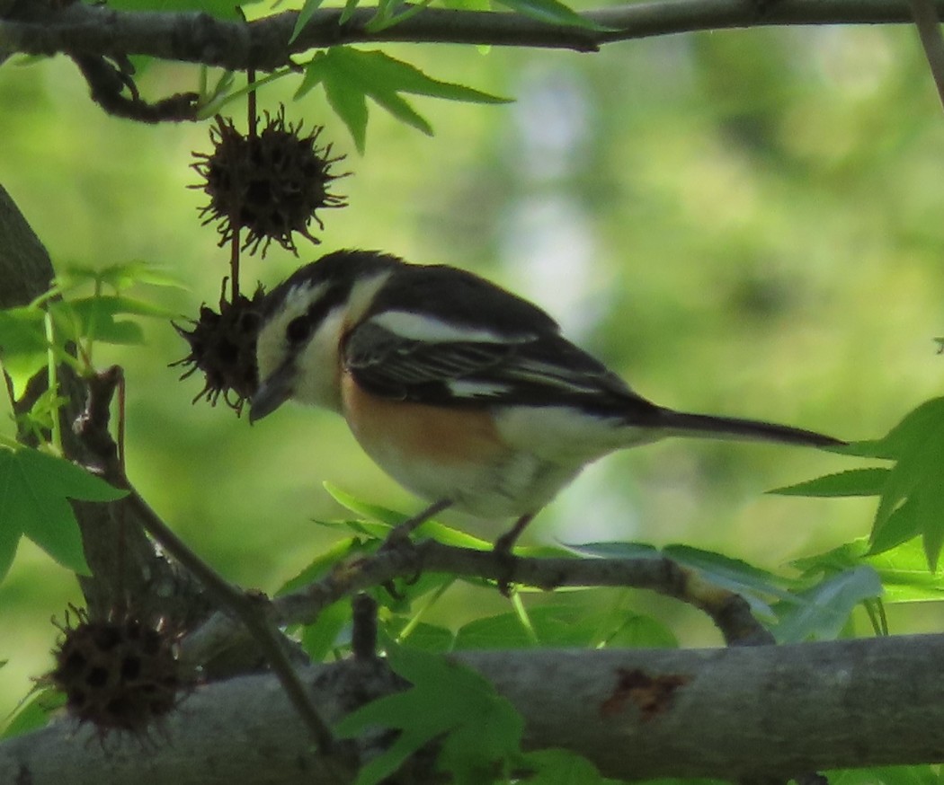 Masked Shrike