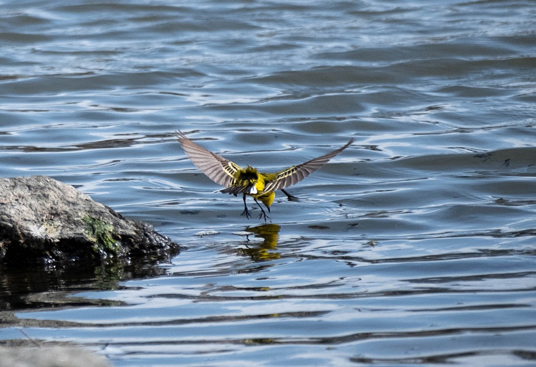 Western Yellow Wagtail