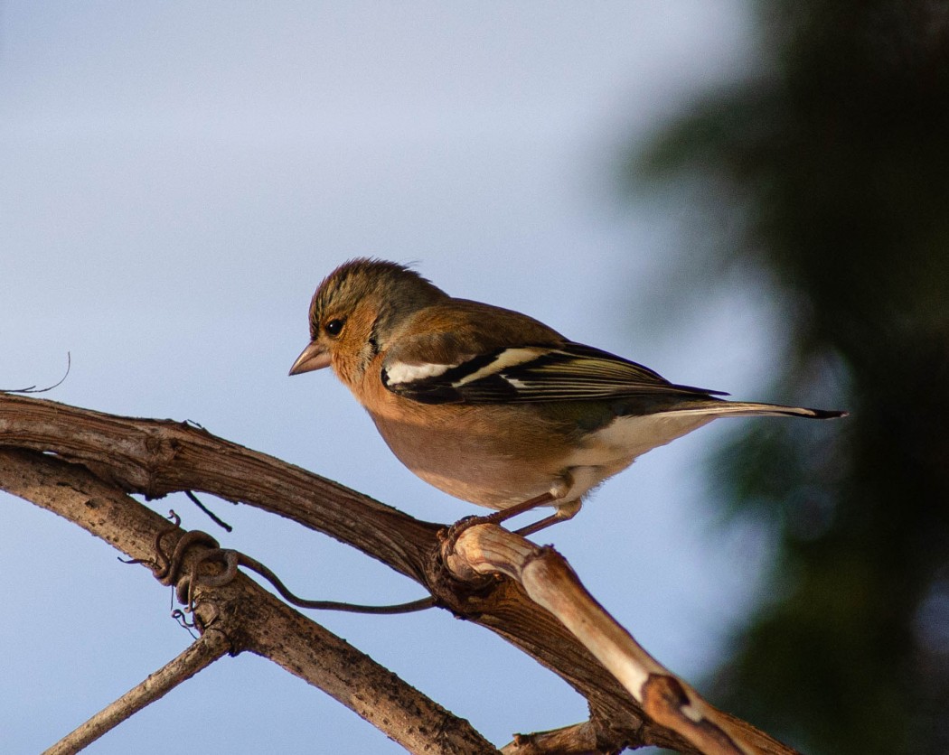 Eurasian Chaffinch