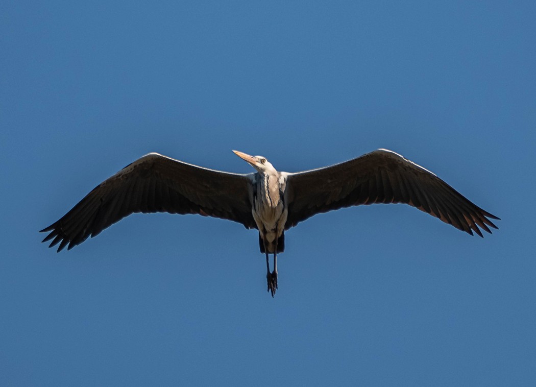 Grey Heron