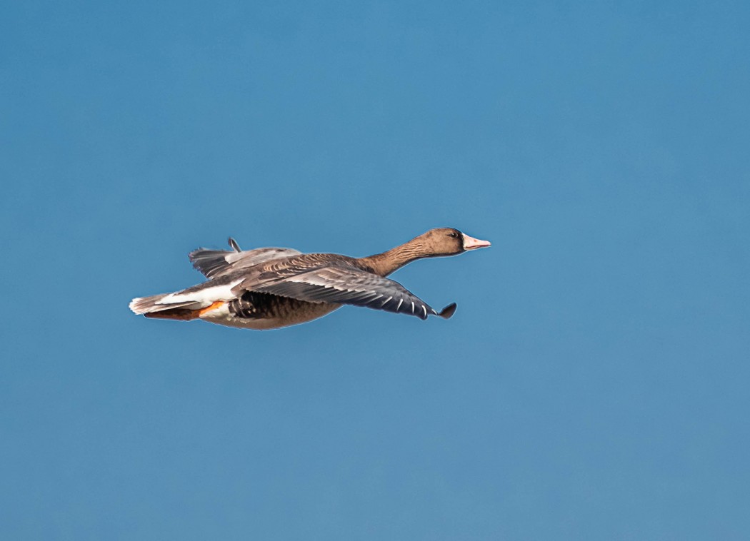 Greater White-fronted Goose