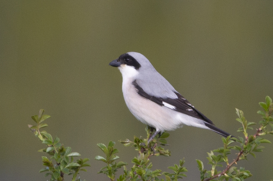 Lesser Grey Shrike