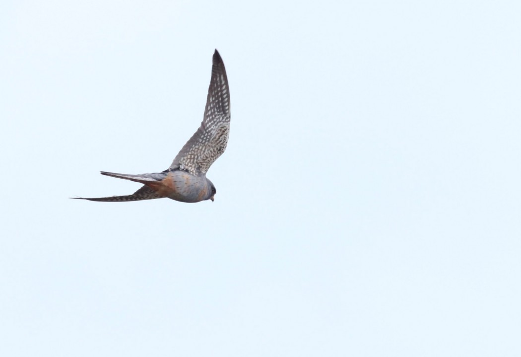 Red-footed Falcon