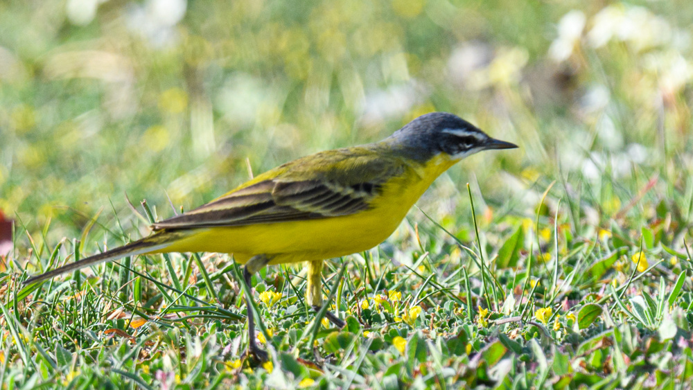 Western Yellow Wagtail