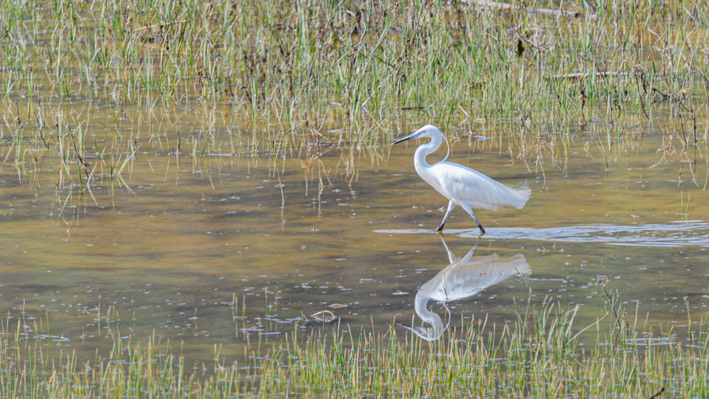 Little Egret