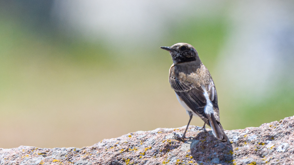 Black-eared Wheatear