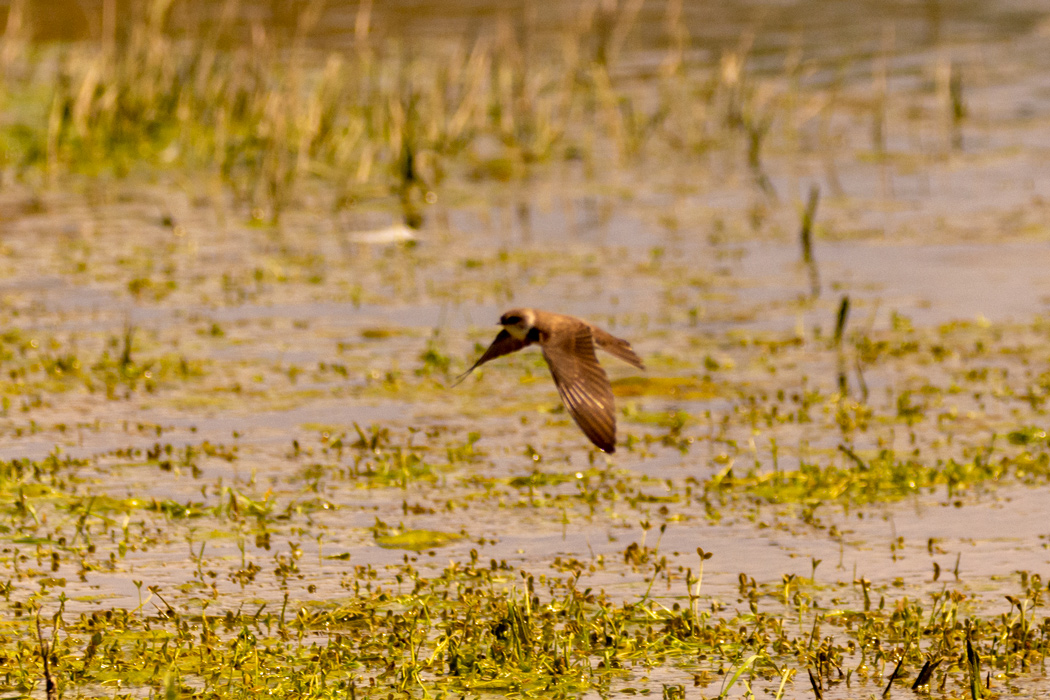 Sand Martin
