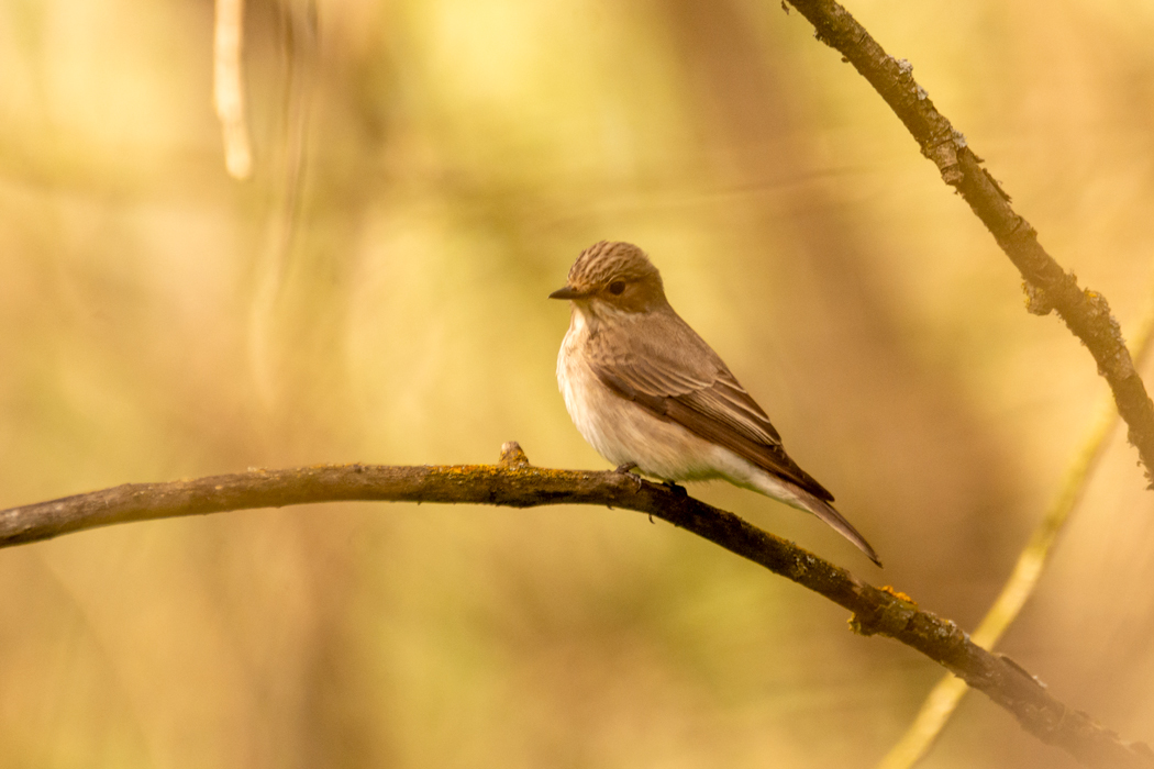 Spotted Flycatcher
