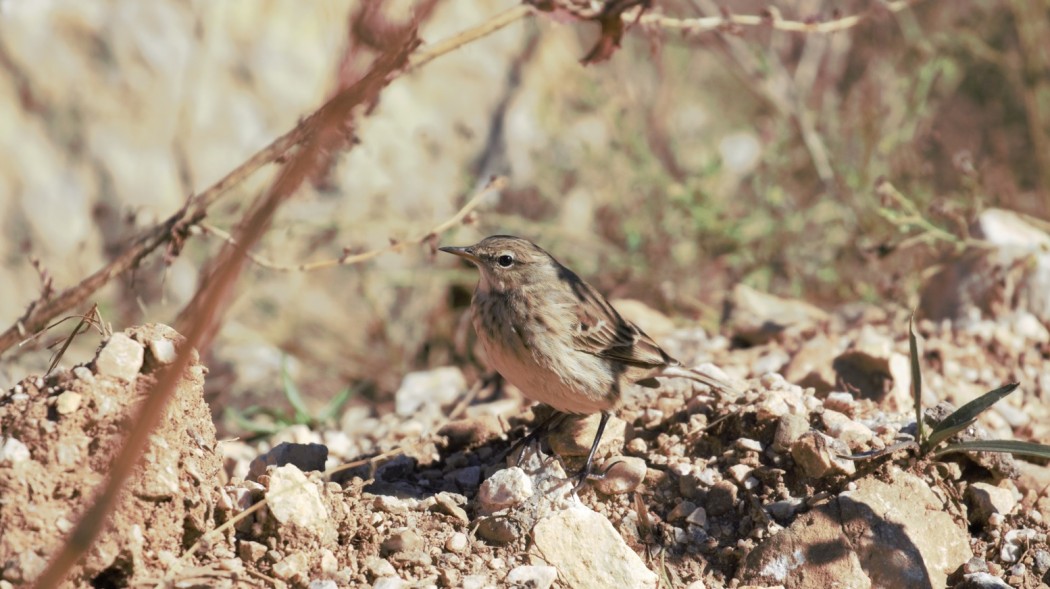 Water Pipit