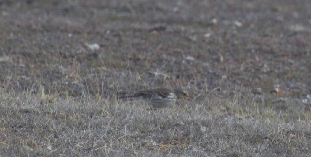 Water Pipit