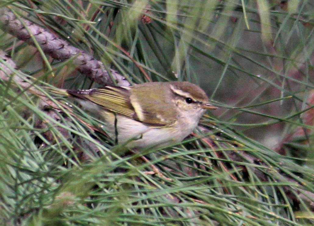 Yellow-browed Warbler