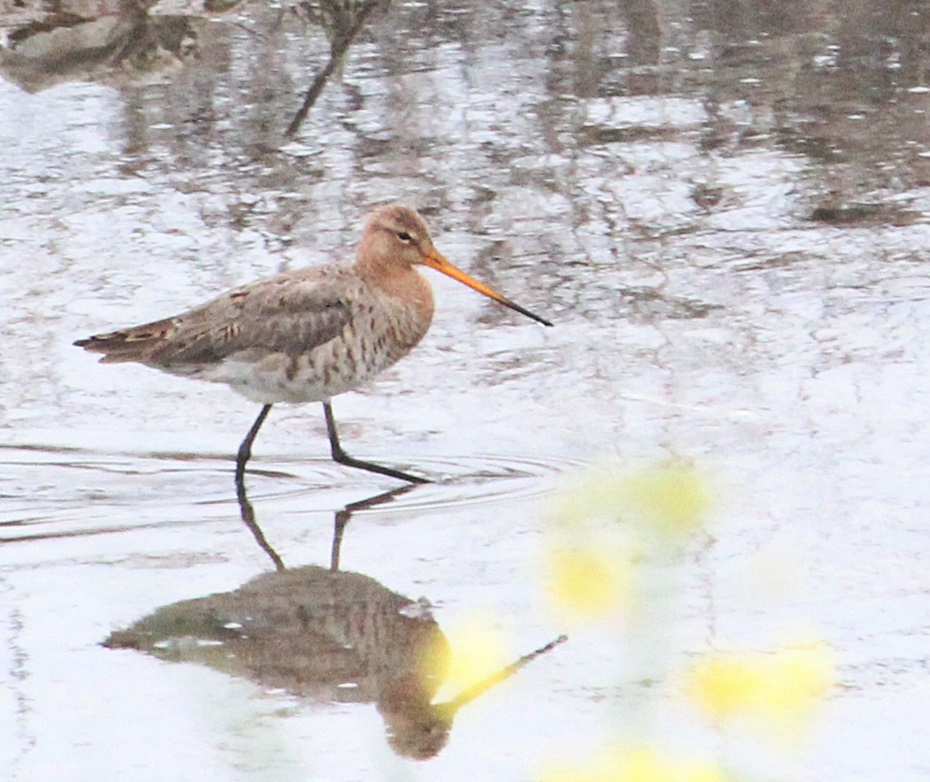 Black-tailed Godwit