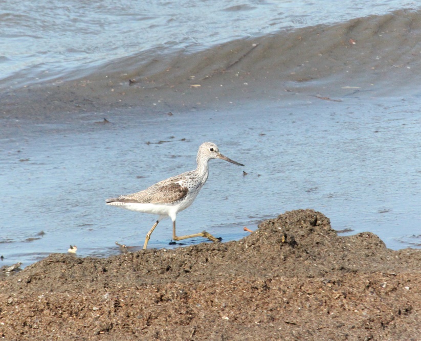 Common Greenshank