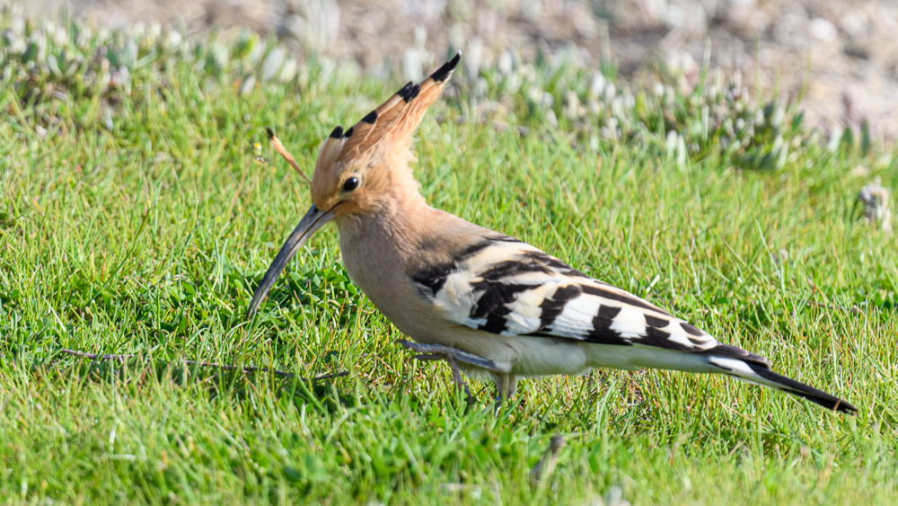 Common Hoopoe