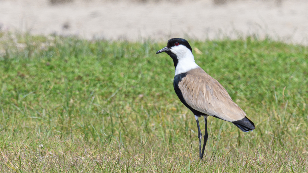 Spur-winged Lapwing