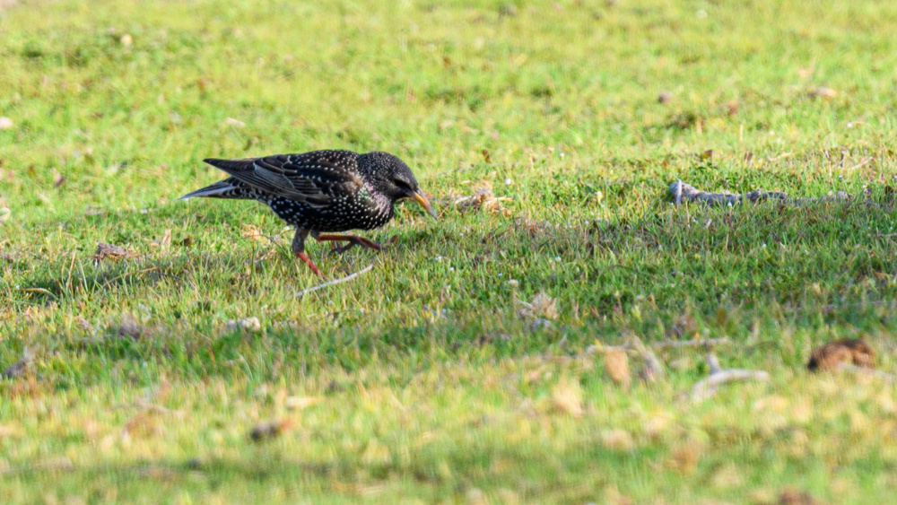 Common Starling