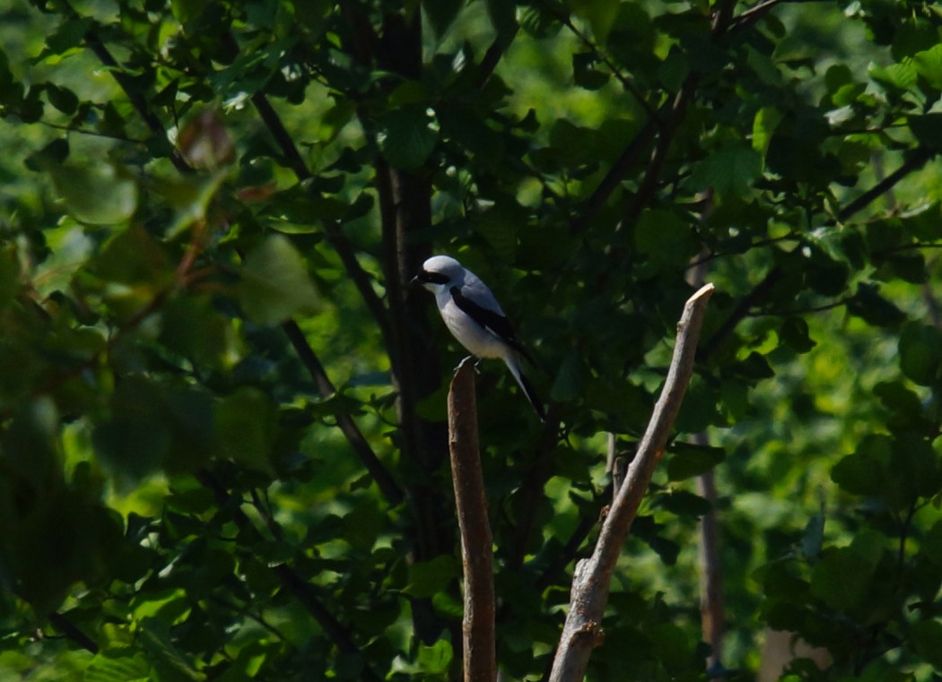 Lesser Grey Shrike