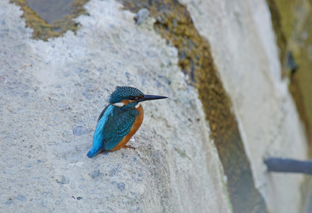 Common Kingfisher