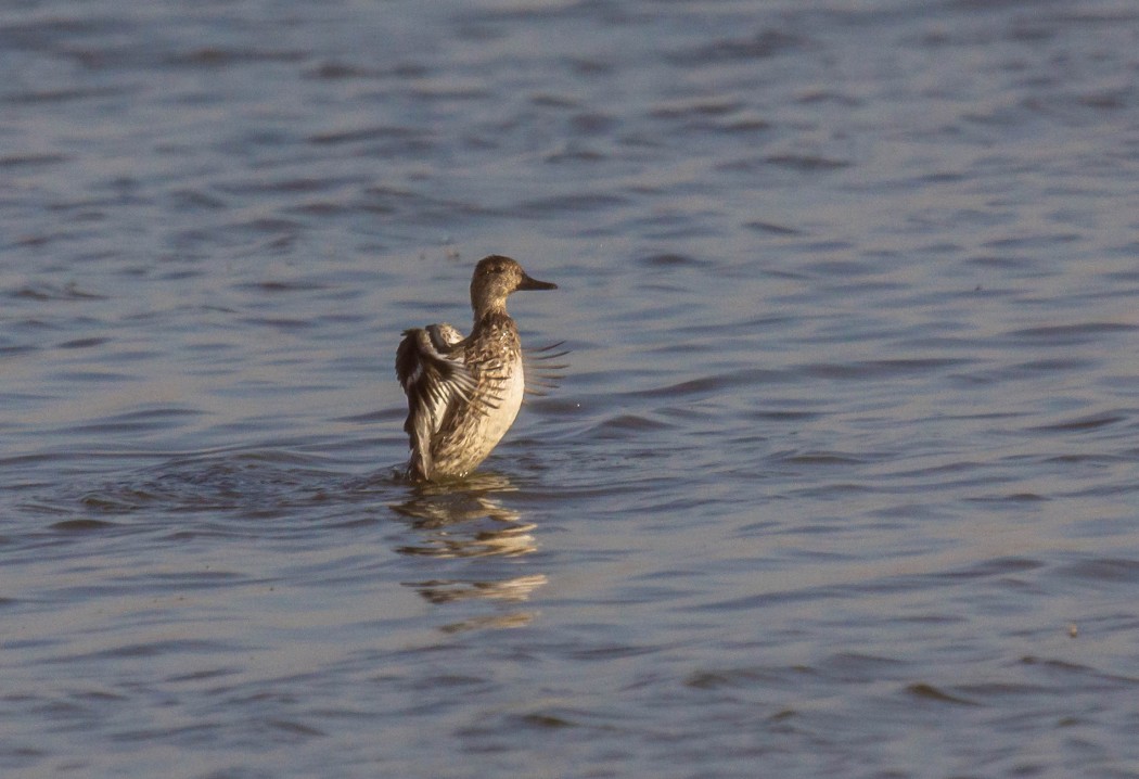 Eurasian Teal