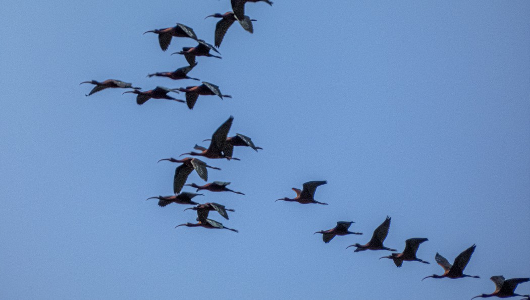 Glossy Ibis