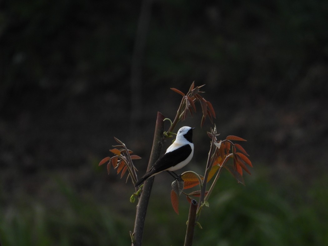 Black-eared Wheatear
