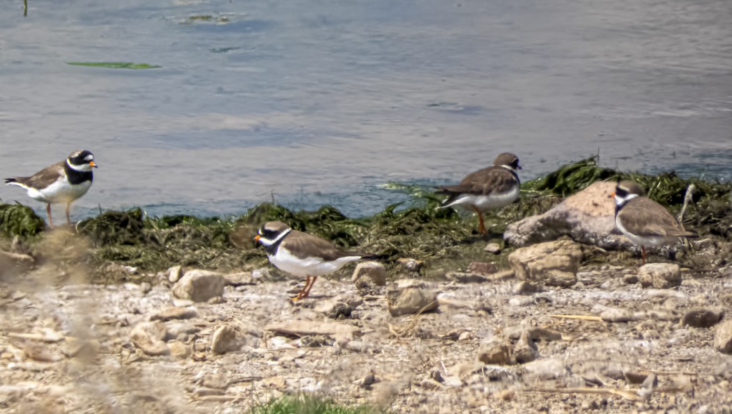 Common Ringed Plover