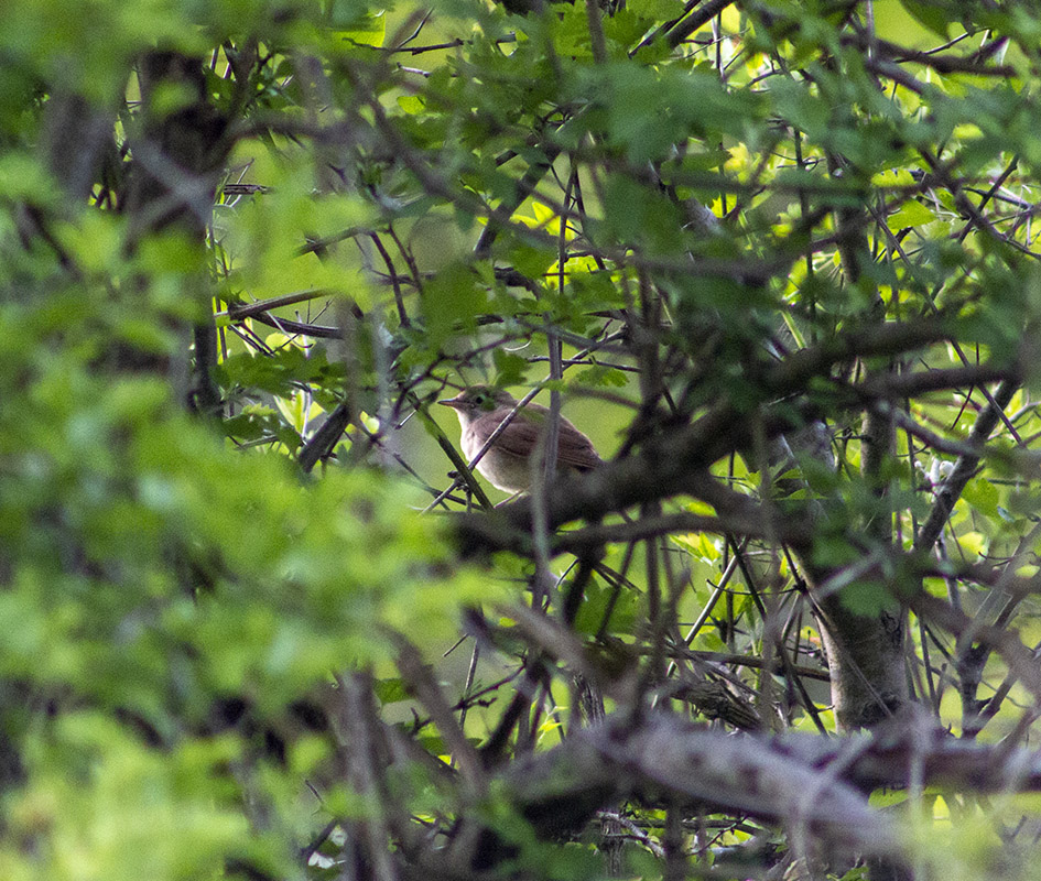Common Nightingale