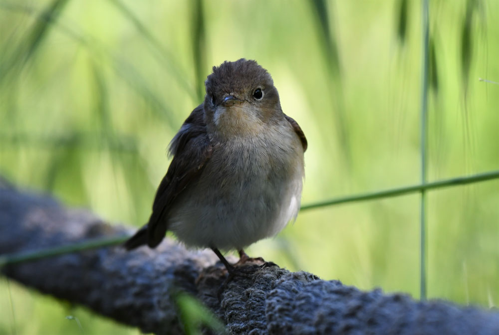 Red-breasted Flycatcher