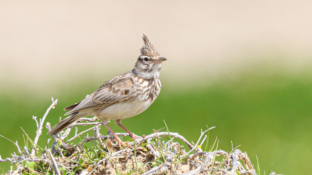 Crested Lark