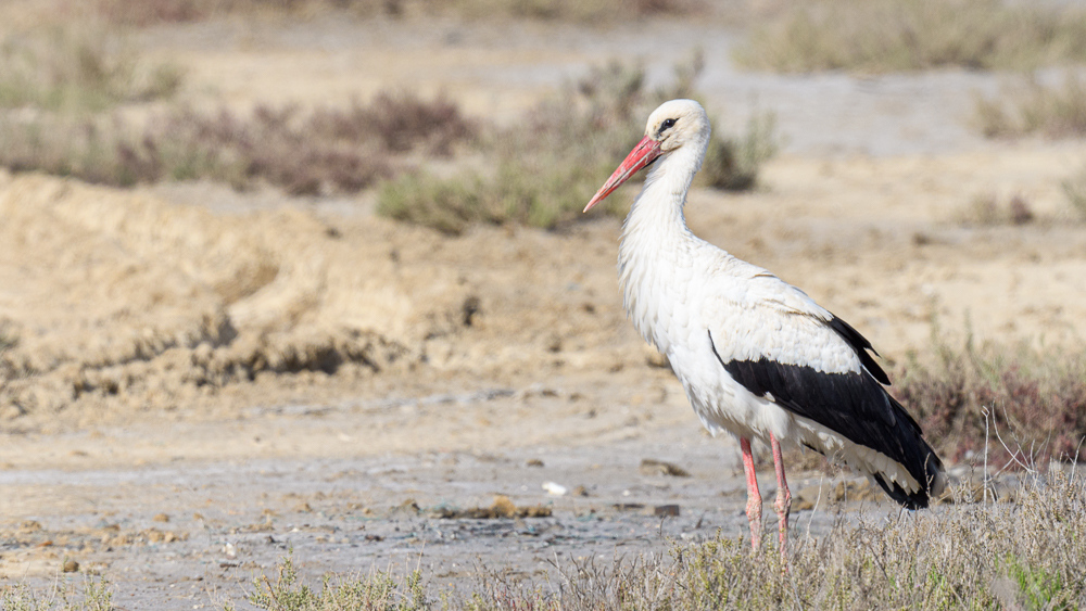 White Stork