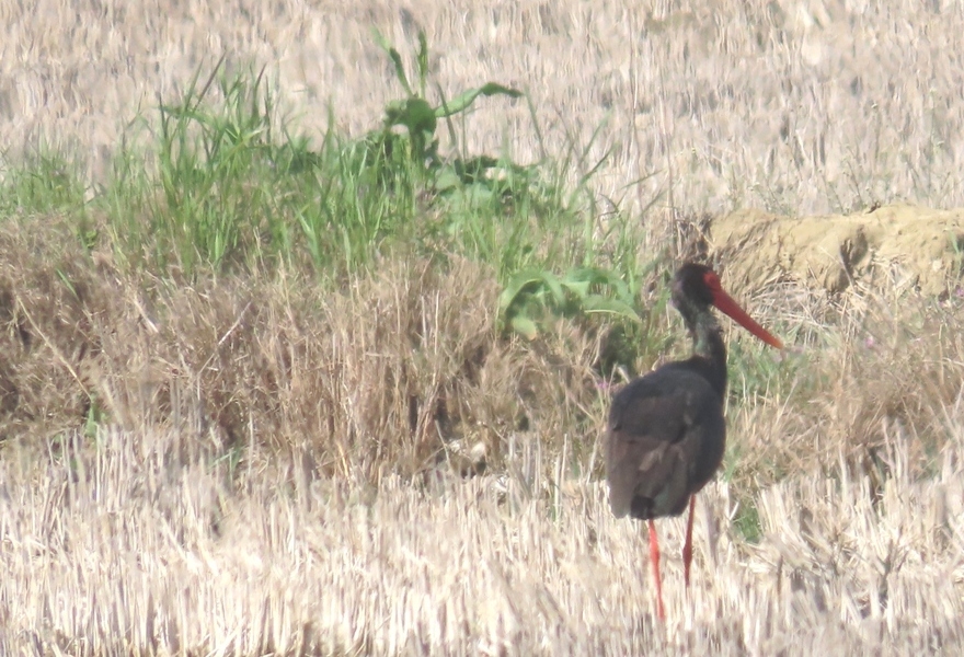 Black Stork