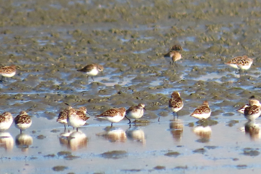 Little Stint