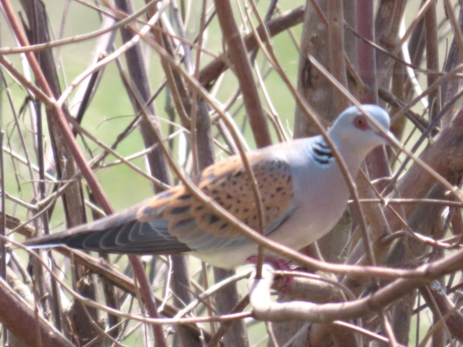 European Turtle Dove