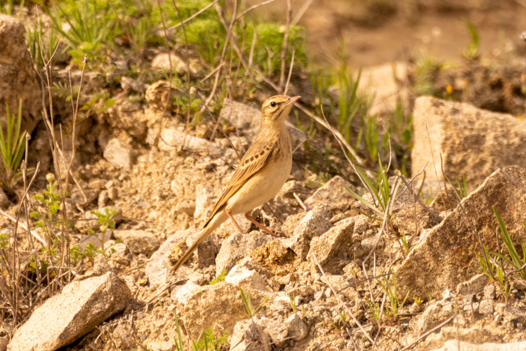Tawny Pipit