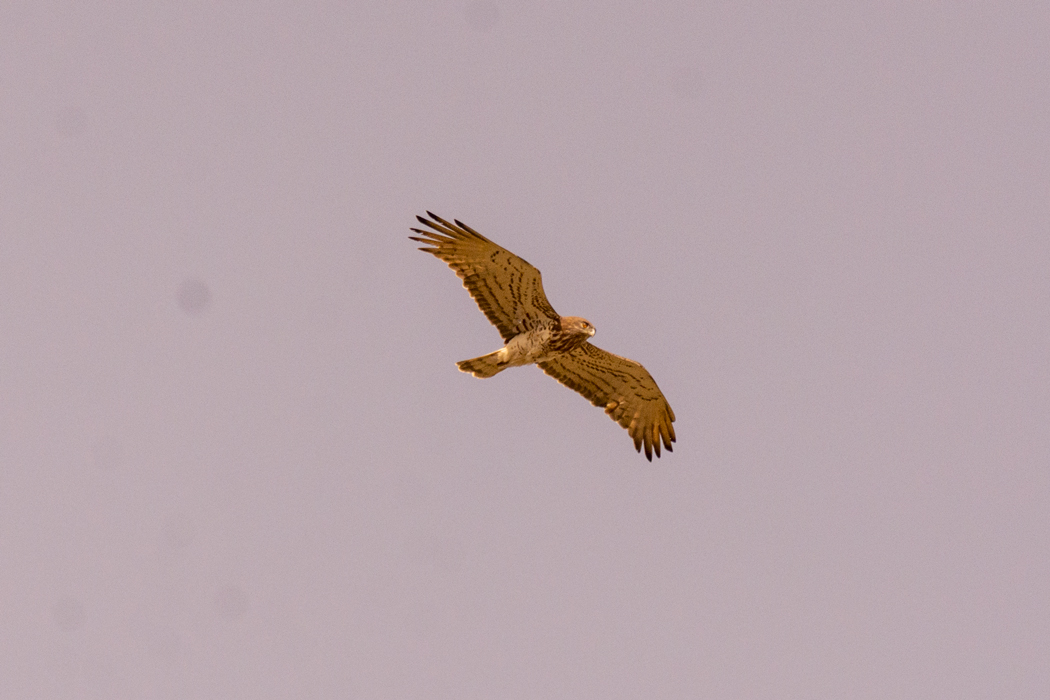 Short-toed Snake Eagle