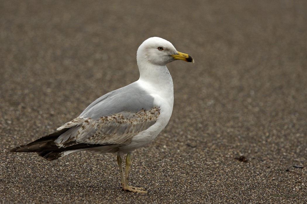 Yellow-legged Gull