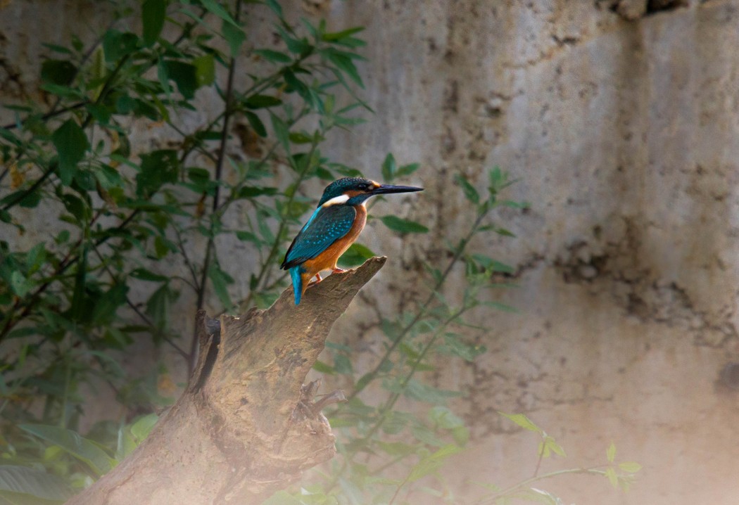 Common Kingfisher
