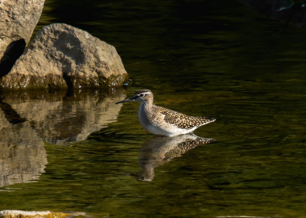 Wood Sandpiper