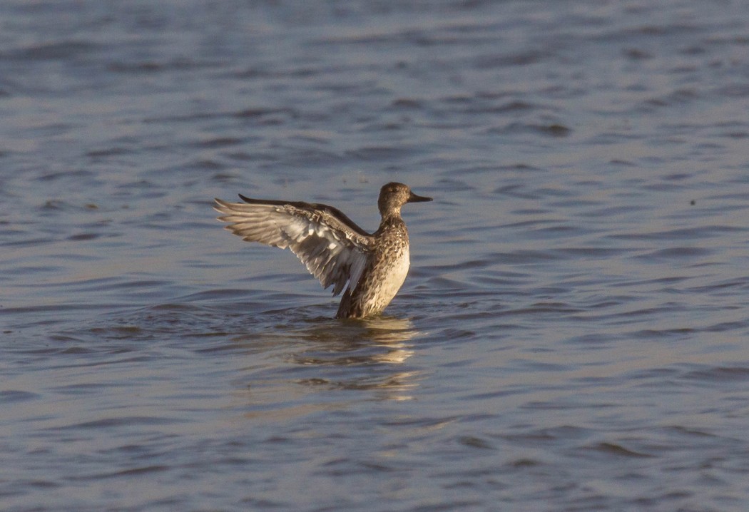 Eurasian Teal