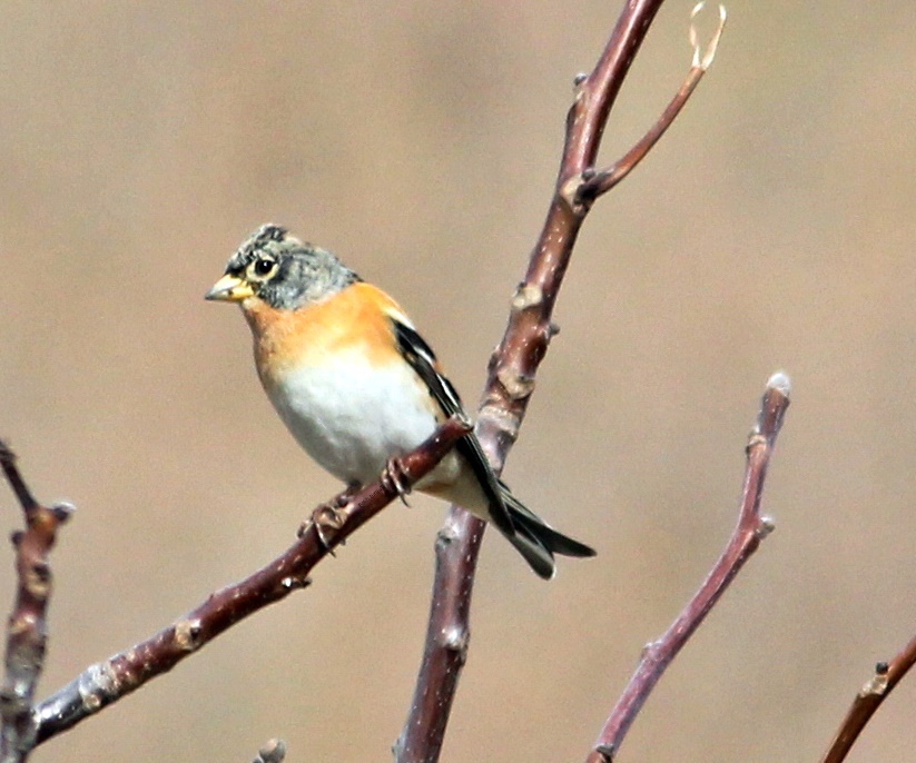Brambling