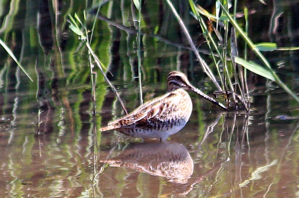 Common Snipe