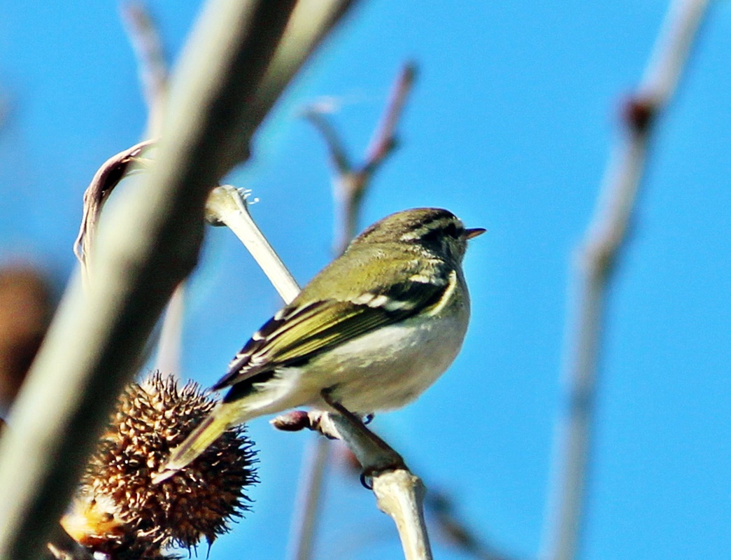 Yellow-browed Warbler
