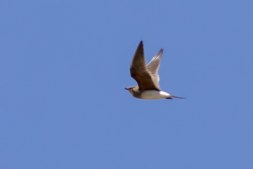 Collared Pratincole