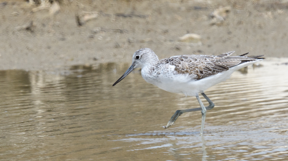 Common Greenshank