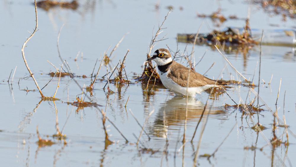 Little Ringed Plover